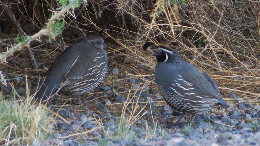 California Quail