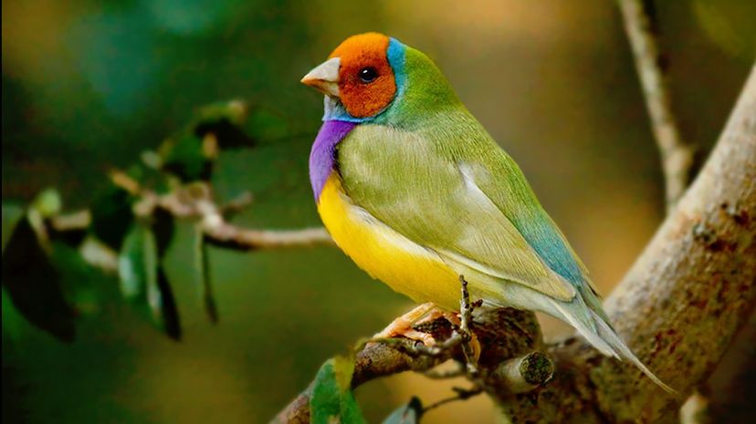 Lady Gouldian finch