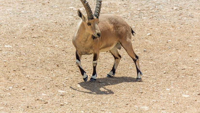 Nubian Ibex