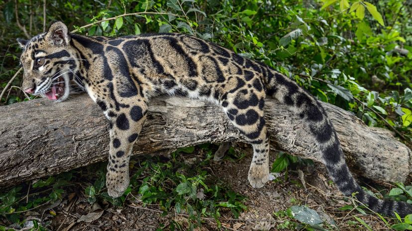 Clouded leopard