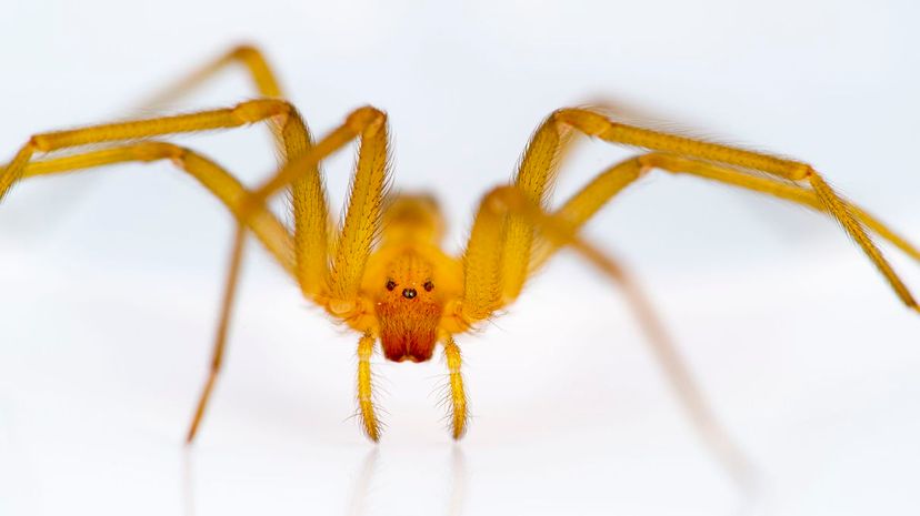 7 Chilean Recluse Spider