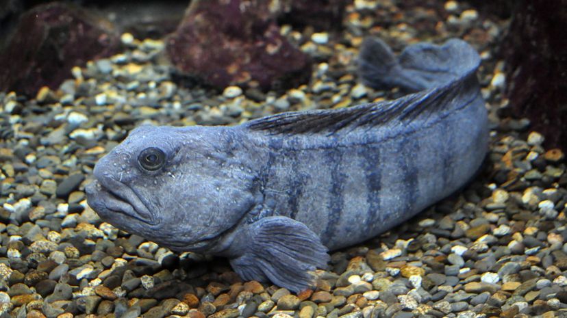 26 Atlantic wolffish