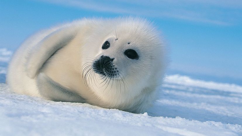 Harp Seals
