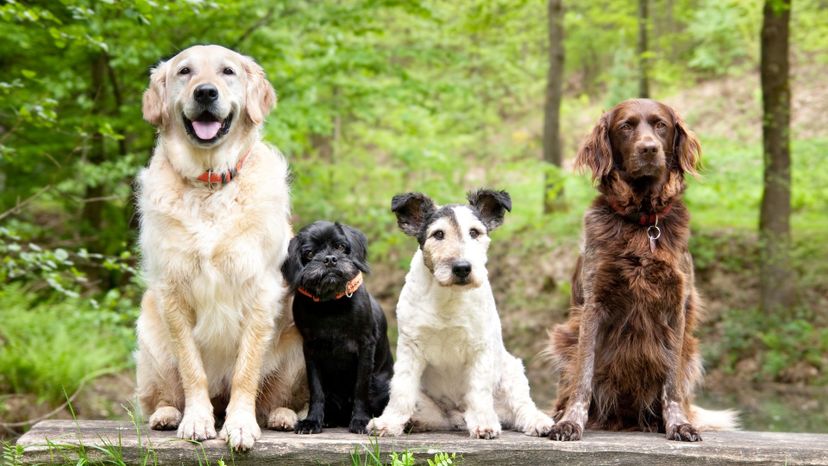 Which Dog Breed Lives in Your Heart?