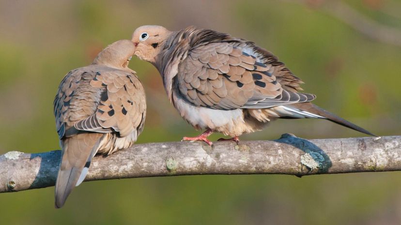 Mourning dove