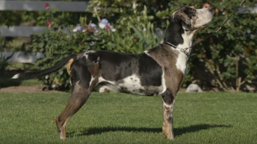 25 Catahoula leopard dog