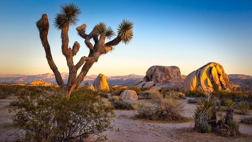 34 Joshua Tree National Park GettyImages-1042755830