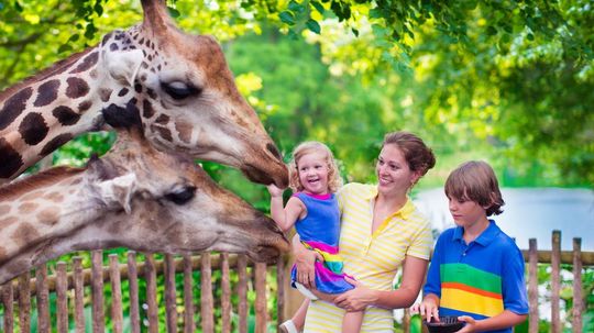 Which zoo should you visit?