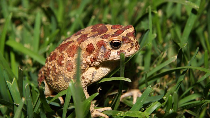 Moroccan Spadefoot Toad