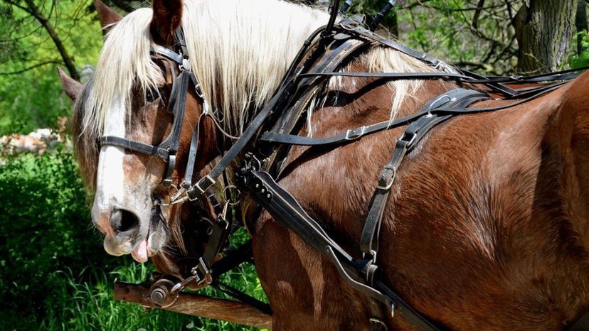 Can You Guess These Horse Breeds in this Hidden Picture Game