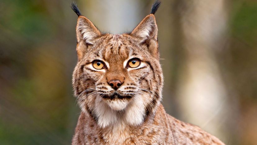 Lynx