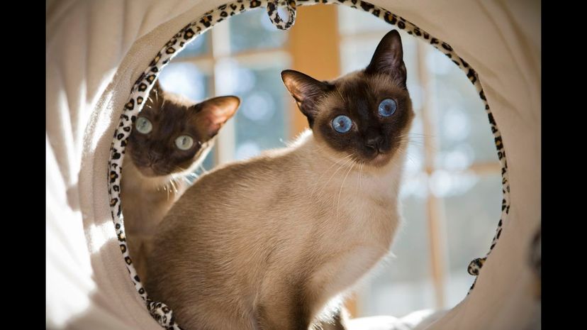 Tonkinese