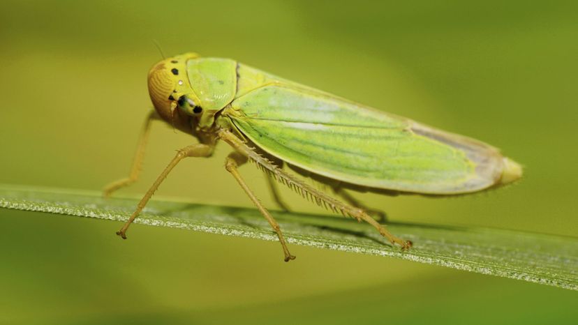 leafhopper