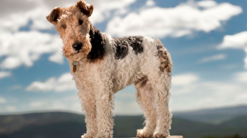 Wire Fox terrier