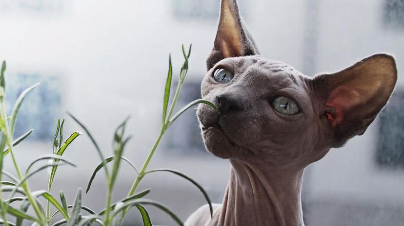 Sphynx猫”border=