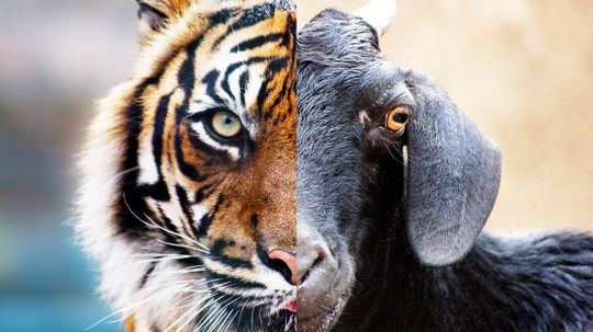 We'll Give You Two Animals, You Tell Us Which Is the Predator and Which Is the Prey