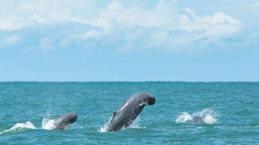 Finless porpoise