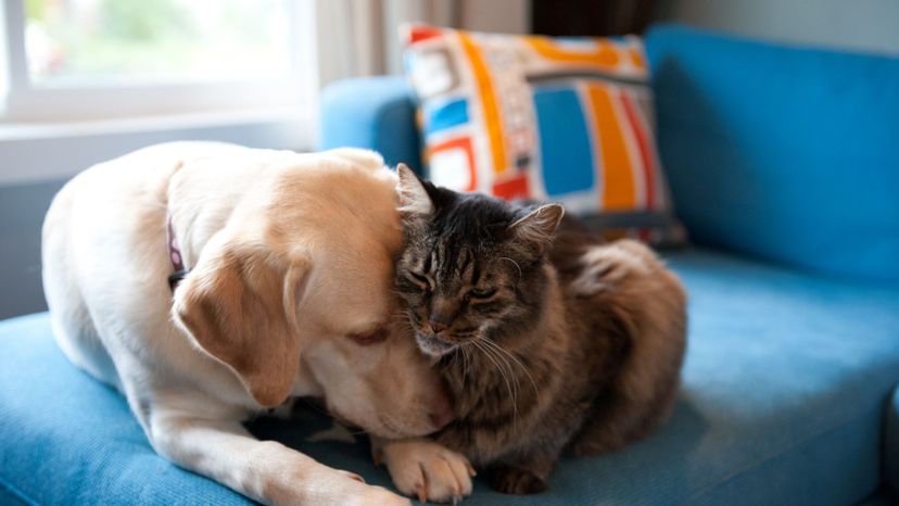 Can We Guess If You're a Cat or Dog Person?