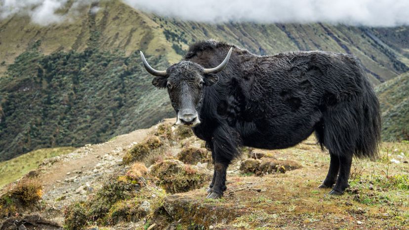 Yak