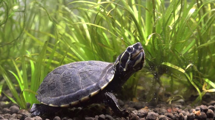 Striped Mud Turtle