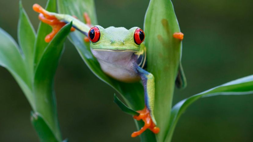 Red Eyed Tree Frog