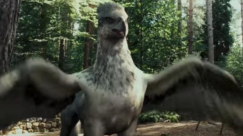 Buckbeak- Harry Potter