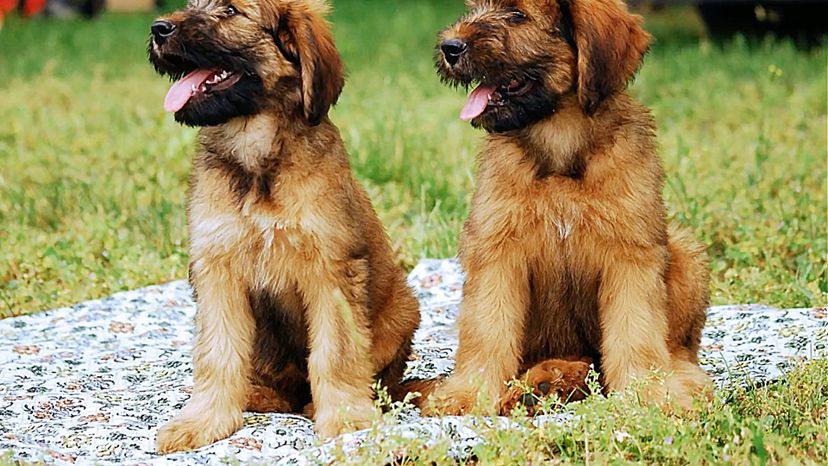 Briard