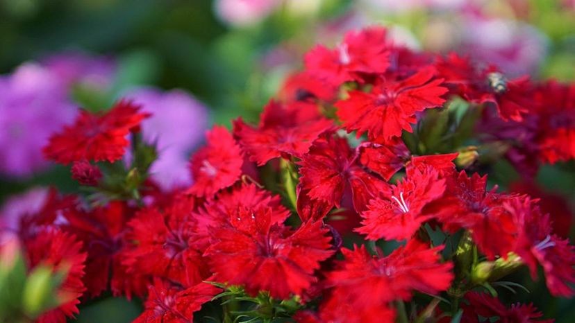 Dianthus