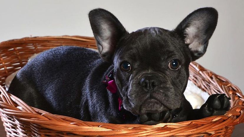 Build Your Perfect Boyfriend and We'll Guess What Puppy You Should Get Instead