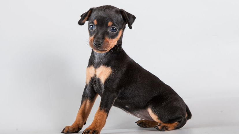 Miniature Pinscher