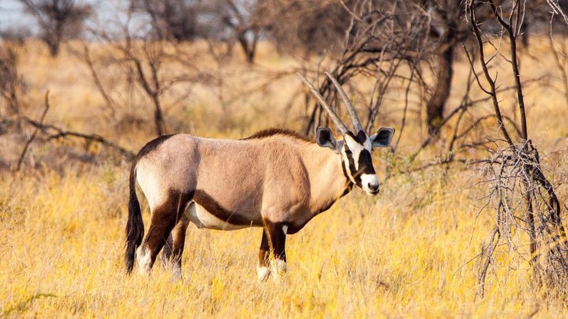 Gemsbok