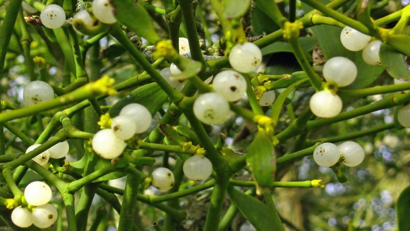 Mistletoe berry