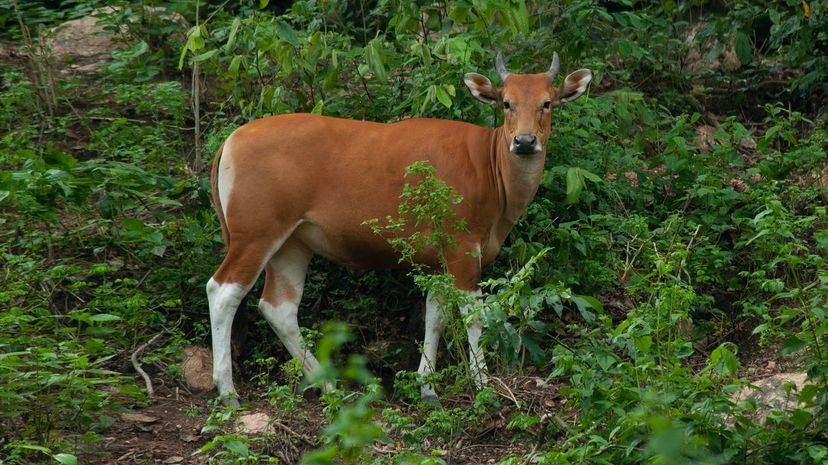 Banteng