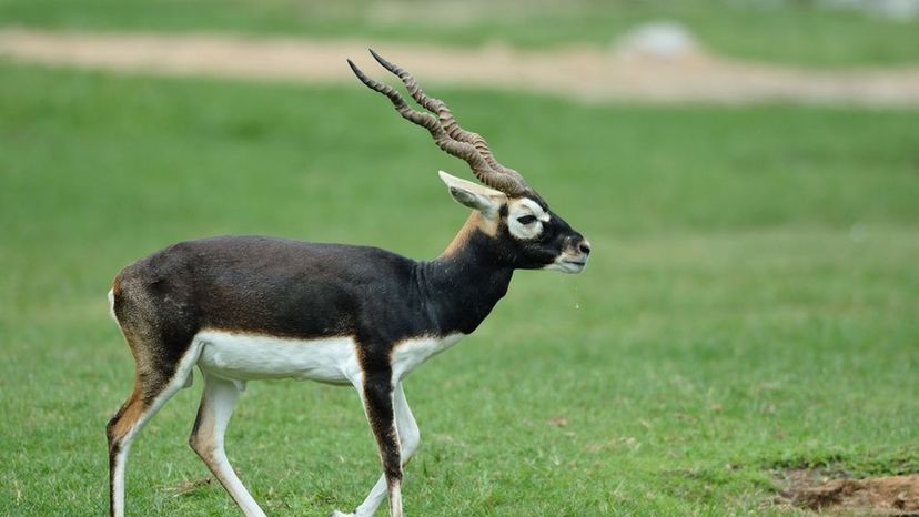 Blackbuck Antelope