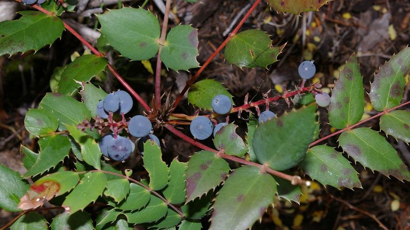 Oregon Grape