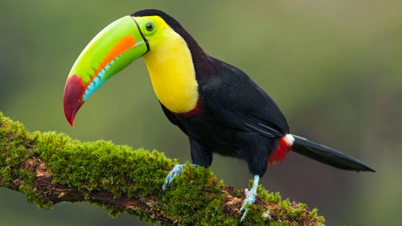 Keel-billed Toucan