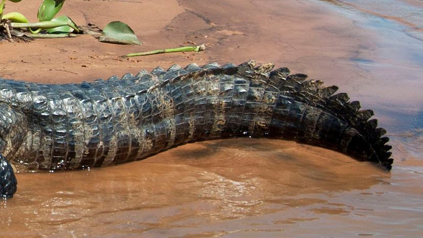 Spectacled caiman tail