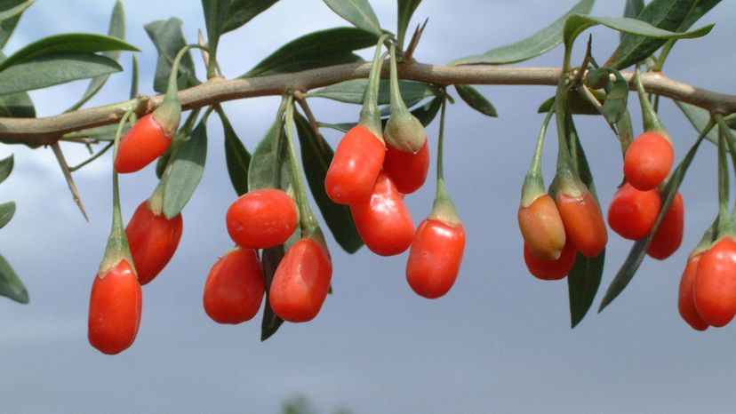 Goji berry