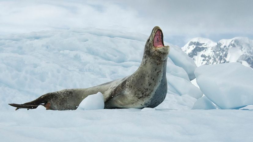 29 Sea leopard seal