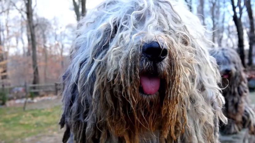 36 Bergamasco