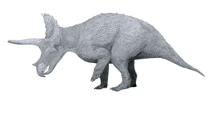 Triceratops