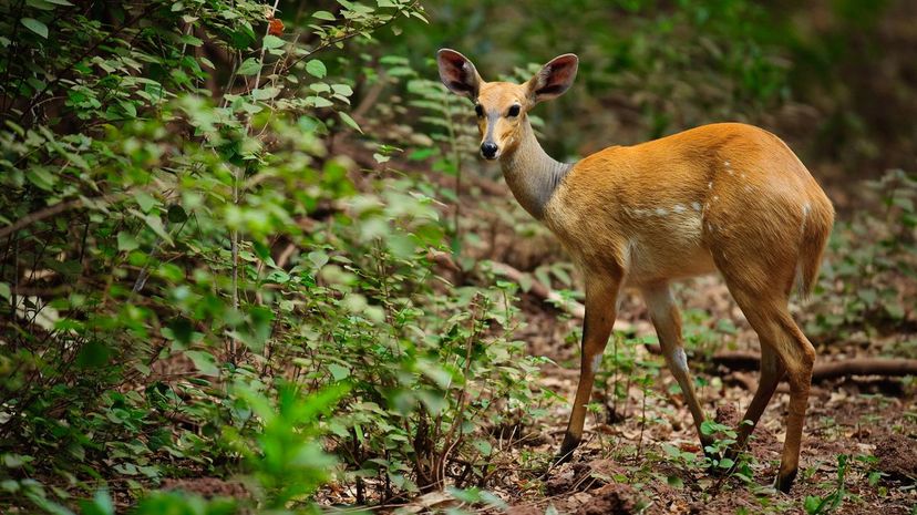 Bushbuck