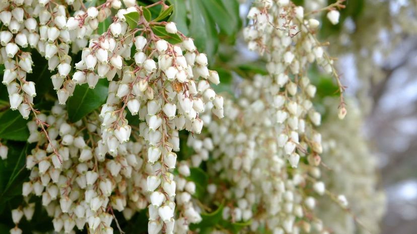 Japanese pieris