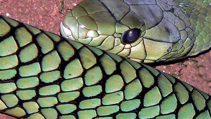 Este quiz de identificação de cobras venenosas é realmente difícil