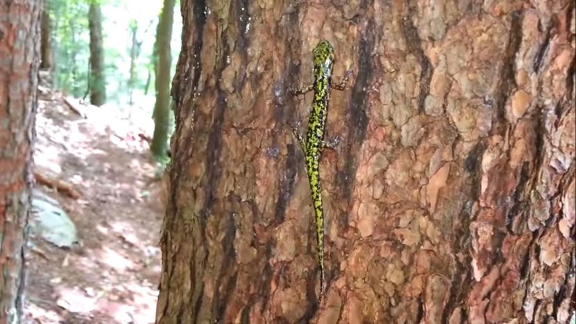 Veracruz Green Salamander