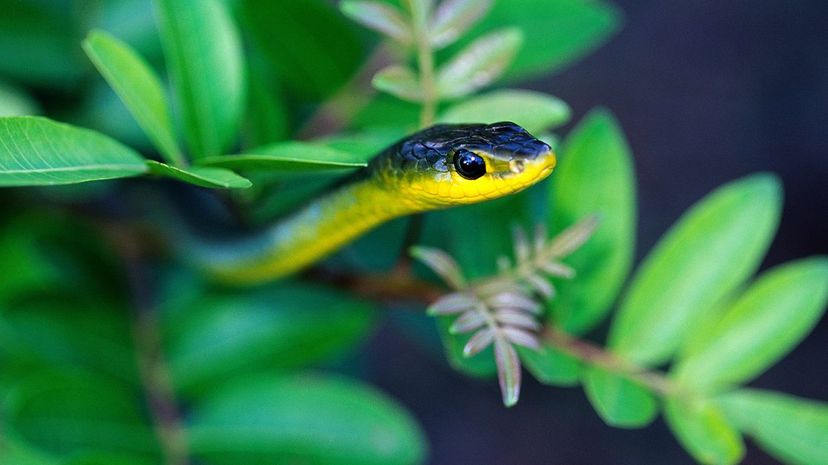 Common tree snake