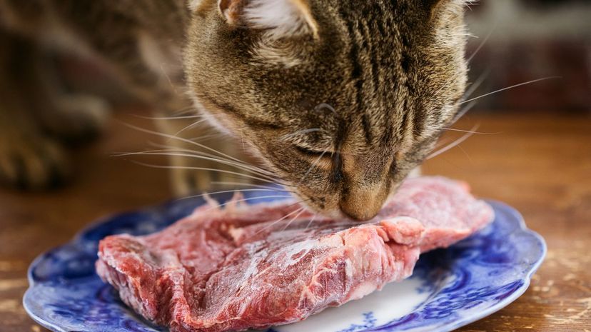 Cat meat
