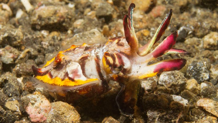 pfeffer's flamboyant cuttlefish