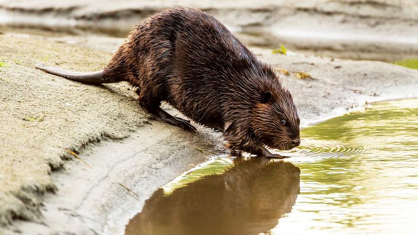 Beaver