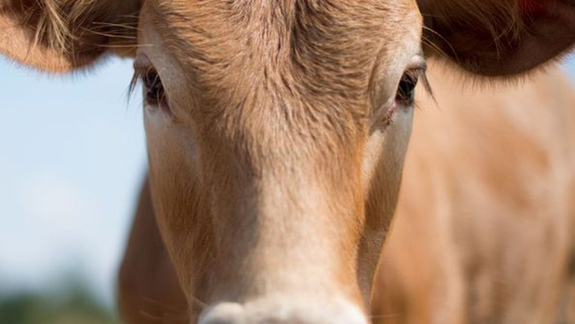 Cow